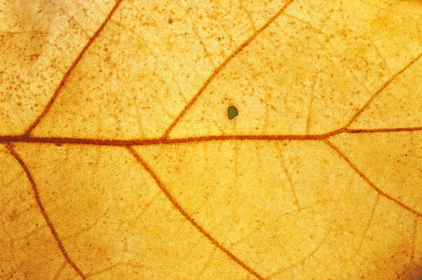 stock image Autumn leaf