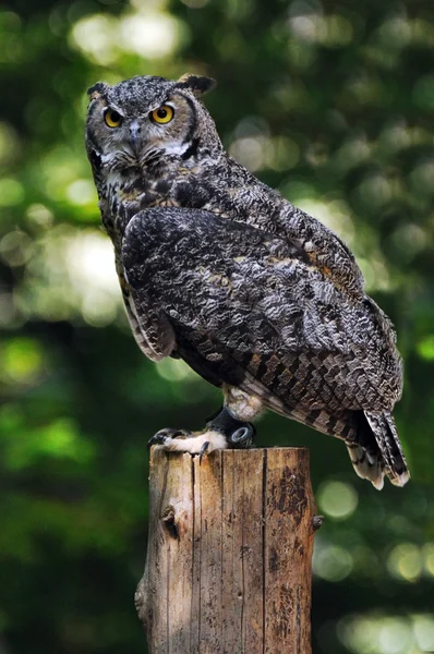 stock image Owl in the woods