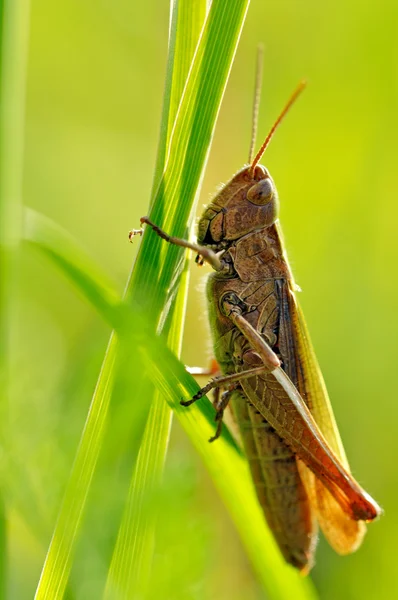 stock image Grasshopper