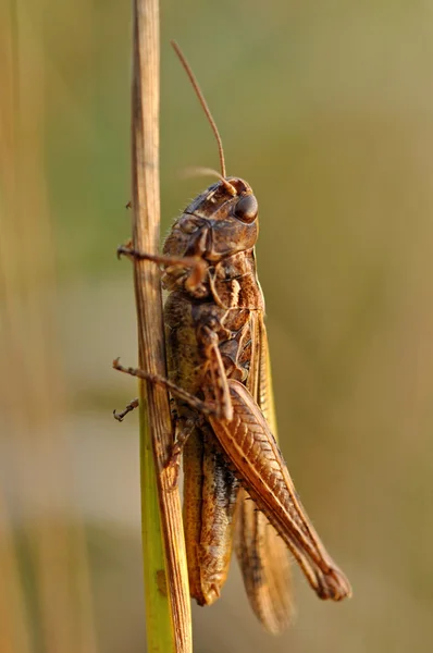 stock image Grasshopper