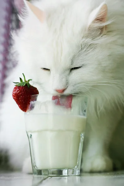 Biały kot i szklankę mleka — Zdjęcie stockowe