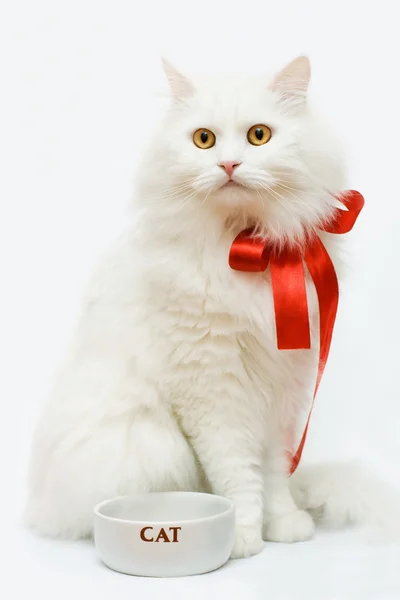 Vit katt med röd rosett isolerad på vit bakgrund Stockbild