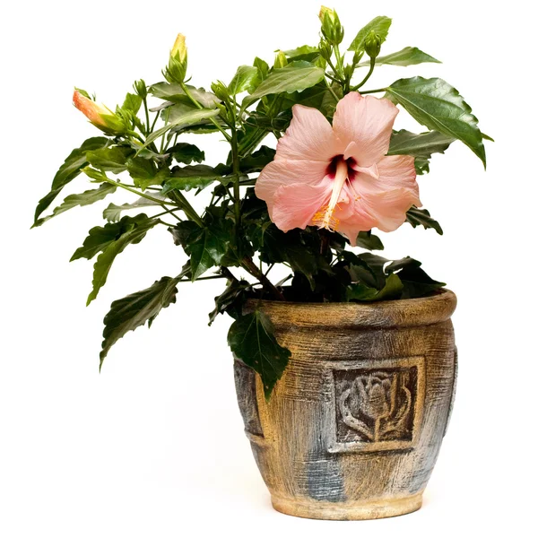 Saksıda Hibiscus çiçeği
