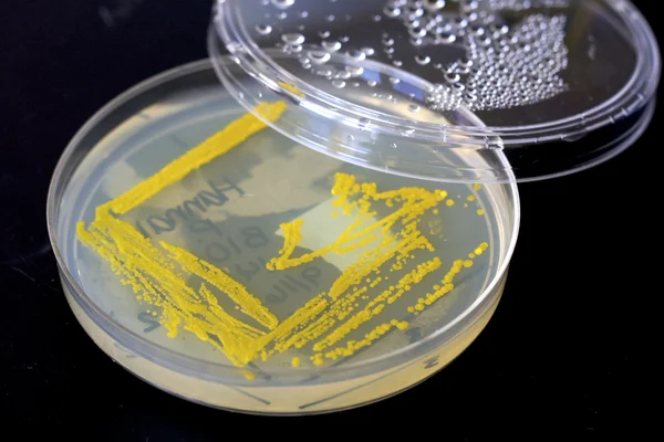 stock image Micrococcus luteus