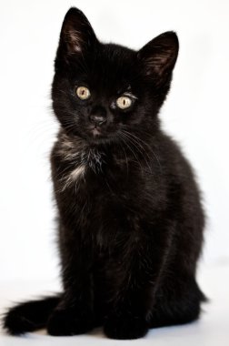 siyah yavru kedi
