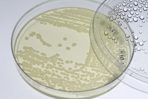 Bacterial T-streak on agar plate — Stock Photo, Image