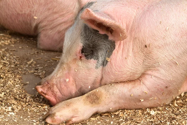 stock image Sleeping hogs