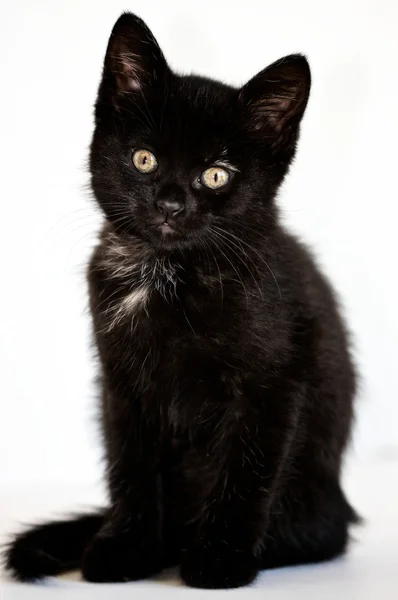 Fekete cica Stock Kép