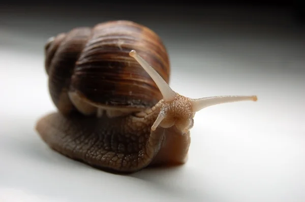 Snail close-up — Stock Photo, Image