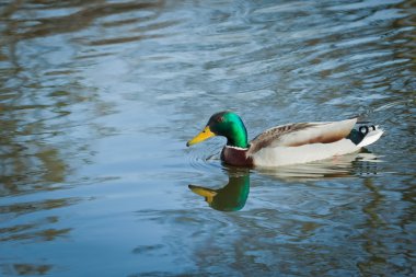 Colourful duck clipart