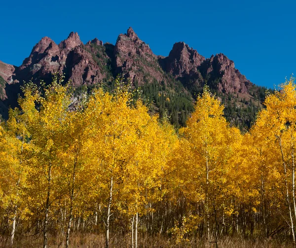 Aspens in the Fall — Stock Photo, Image