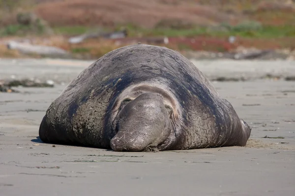 Сонный тюлень на Калифорнийском пляже — стоковое фото
