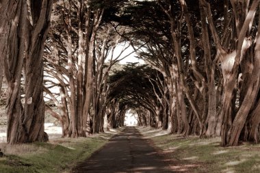 A tunnel like row af trees clipart