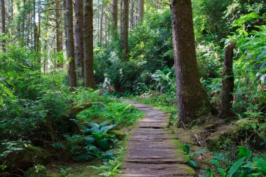 Wooden hiking trail in redwood forest clipart