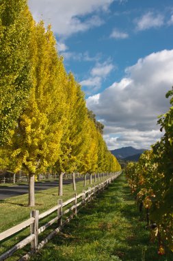 ağaçlar güzel sonbahar renkli