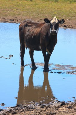 Cow in a pasture clipart