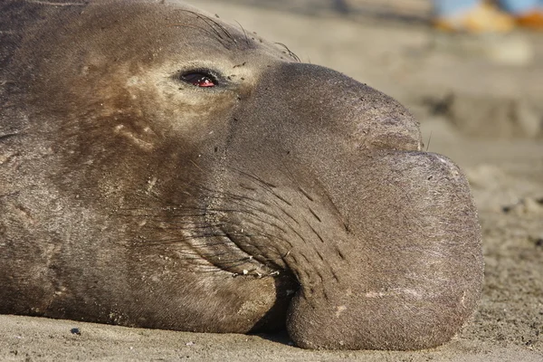 코끼리 바다표범 — 스톡 사진