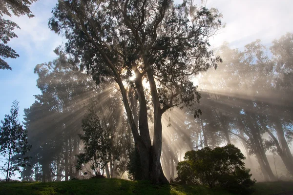 Träd och solen strålar — Stockfoto
