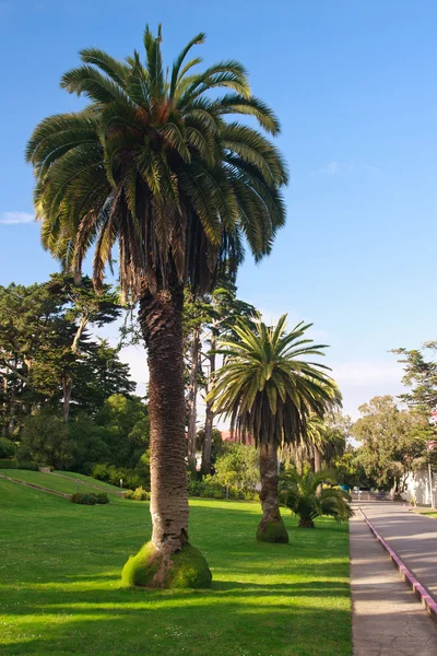 Palmbomen langs een straat — Stockfoto