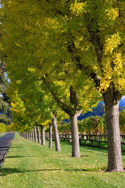 美丽的秋季彩色树 — 图库照片