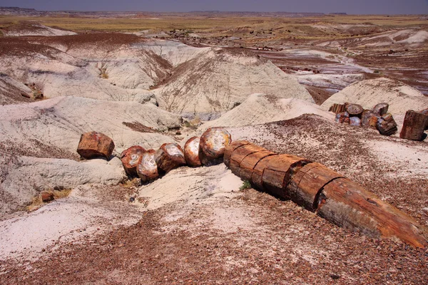 stock image Petrified tree