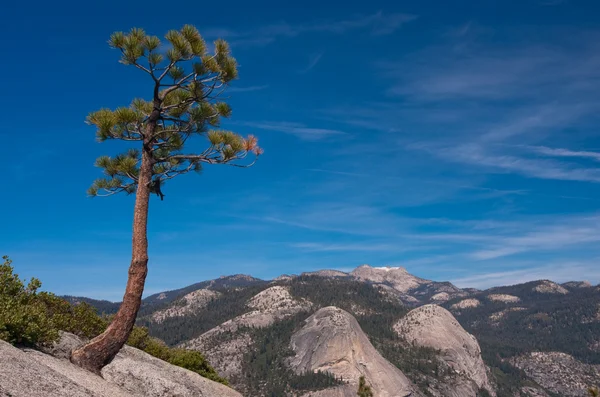 Bir kayanın üzerindeki yalnız ağaç — Stok fotoğraf