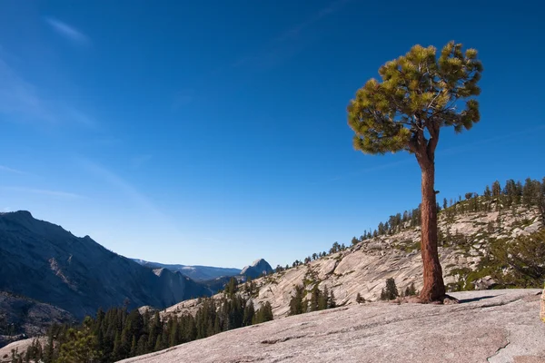 Árvore solitária em uma rocha — Fotografia de Stock