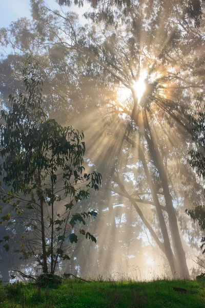 Stock image Tree and fog