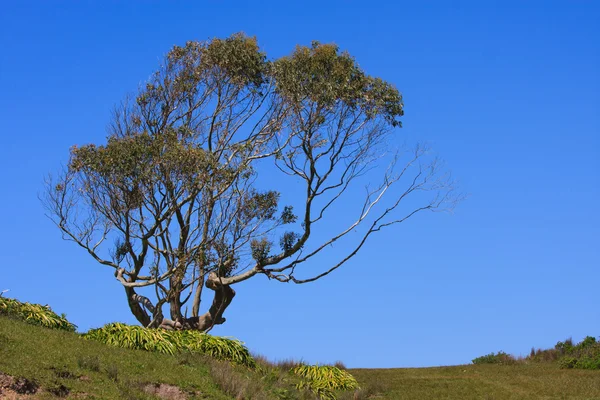 Großer einzelner Baum — Stockfoto