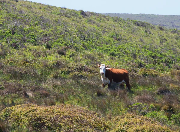 Vacca in un pascolo — Foto Stock