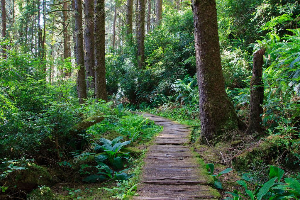 Wooden hiking trail in redwood forest — Stock Photo © radkol #8236845