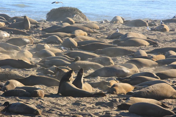 Elephant seals — Stock fotografie