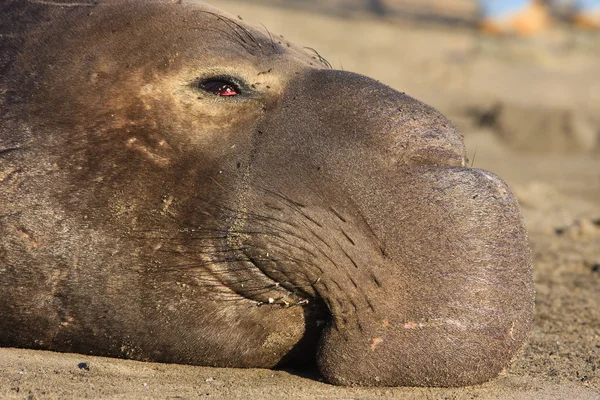 Тюлень-слон — стоковое фото