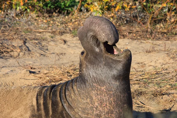 Elephant seal — Stock Photo, Image