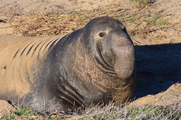 Elefantsäl — Stockfoto