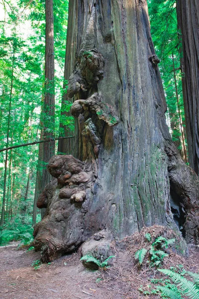 Redwood trees — Stock Photo, Image