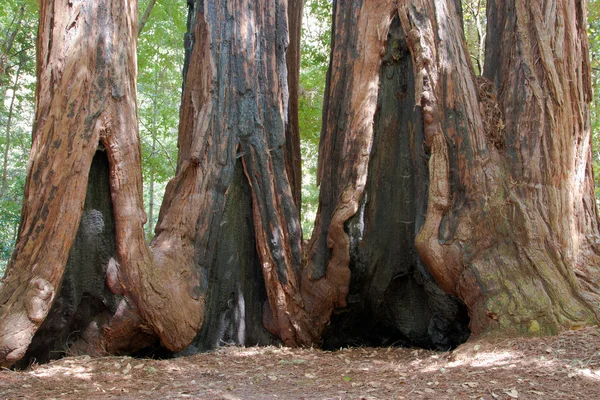 Redwood δέντρα — Φωτογραφία Αρχείου