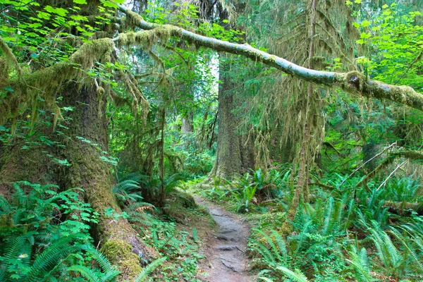 Bosque lluvioso Hoh — Foto de Stock