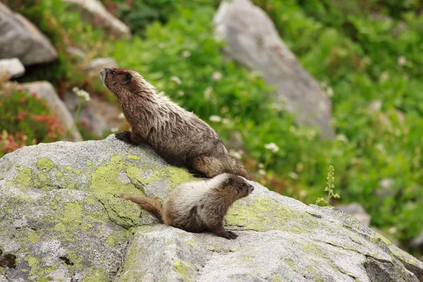 Marmot — Stok fotoğraf