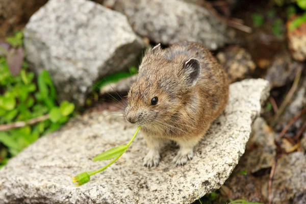 小型啮齿动物-鼠兔 — 图库照片