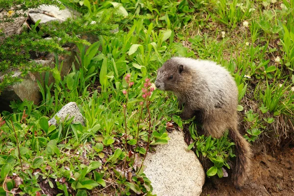 Dağ sıçanı. — Stok fotoğraf