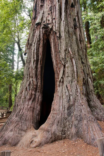 Albero di sequoia — Foto Stock