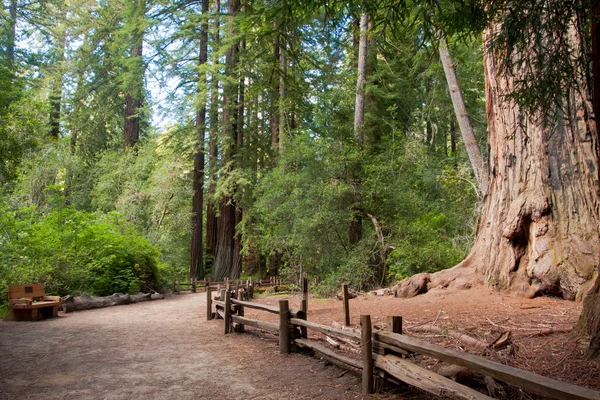 Arbres de séquoia — Photo