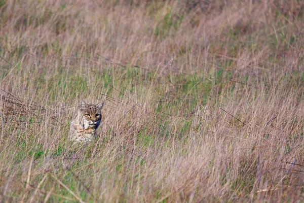 stock image Bobcat