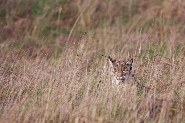 stock image Bobcat