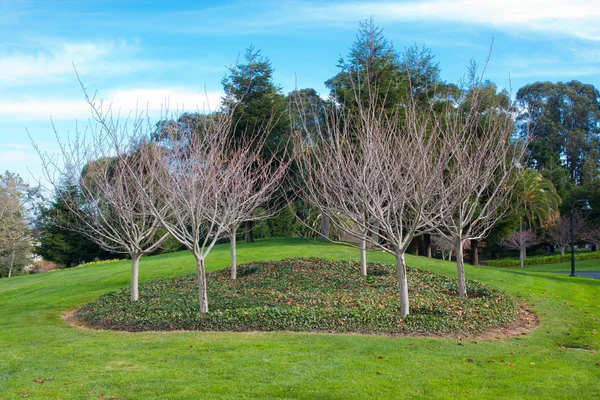Árboles en un parque — Foto de Stock