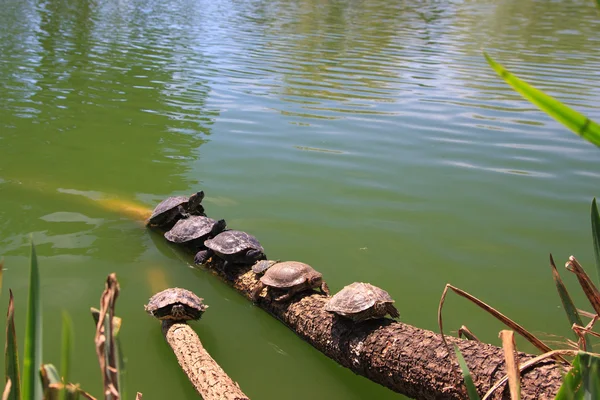 stock image Turtles