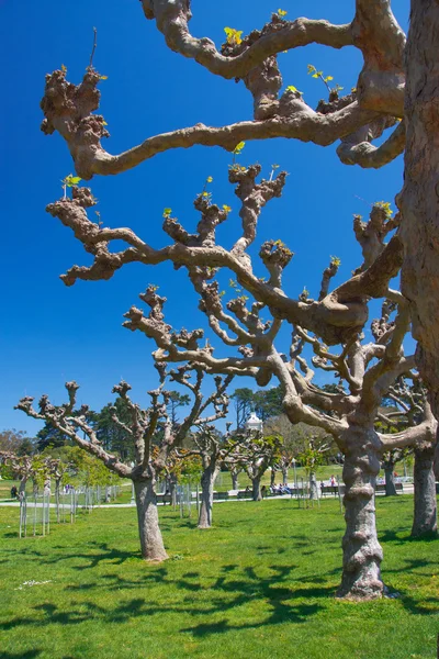 Платановые деревья — стоковое фото