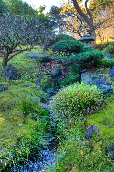 Jardin de thé japonais — Photo