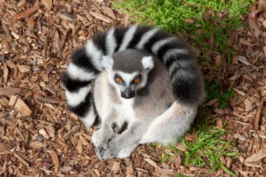 Lemur